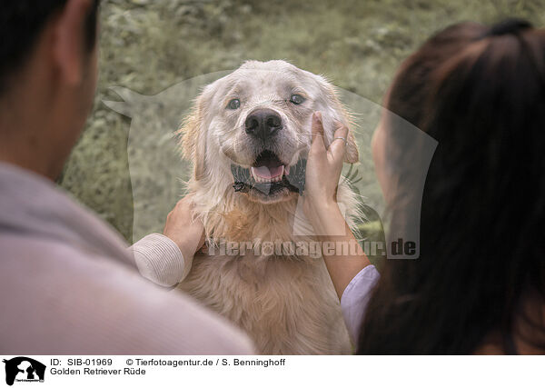 Golden Retriever Rde / male Golden Retriever / SIB-01969