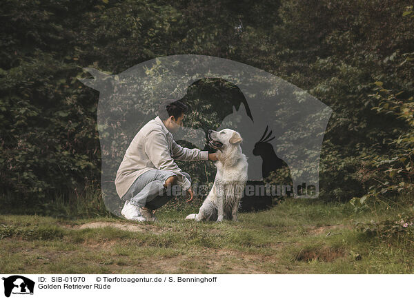 Golden Retriever Rde / male Golden Retriever / SIB-01970