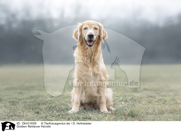 Golden Retriever Hndin / female Golden Retriever / DH-01658