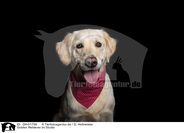 Golden Retriever im Studio / Golden Retriever in studio / DH-01706