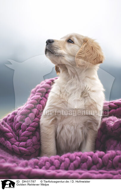 Golden Retriever Welpe / Golden Retriever Puppy / DH-01787