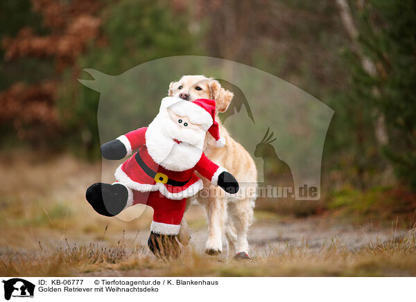 Golden Retriever mit Weihnachtsdeko / Golden Retriever with christmas decoration / KB-06777