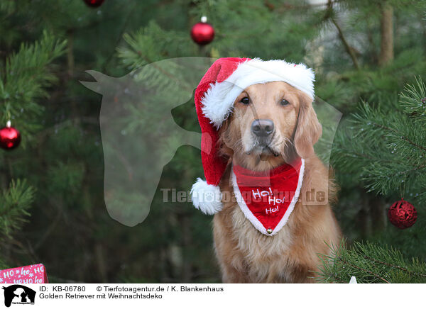 Golden Retriever mit Weihnachtsdeko / Golden Retriever with christmas decoration / KB-06780