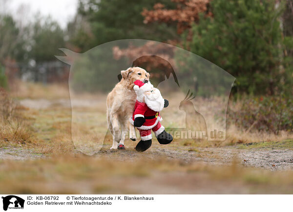 Golden Retriever mit Weihnachtsdeko / Golden Retriever with christmas decoration / KB-06792