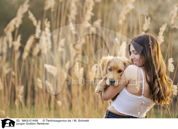 junger Golden Retriever / young Golden Retriever / MAS-01496