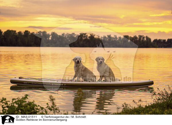 Golden Retriever im Sonnenuntergang / Golden retriever in the sunset / MAS-01511