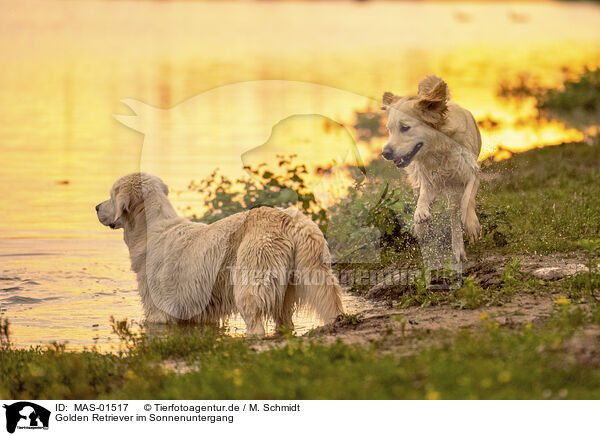 Golden Retriever im Sonnenuntergang / Golden retriever in the sunset / MAS-01517