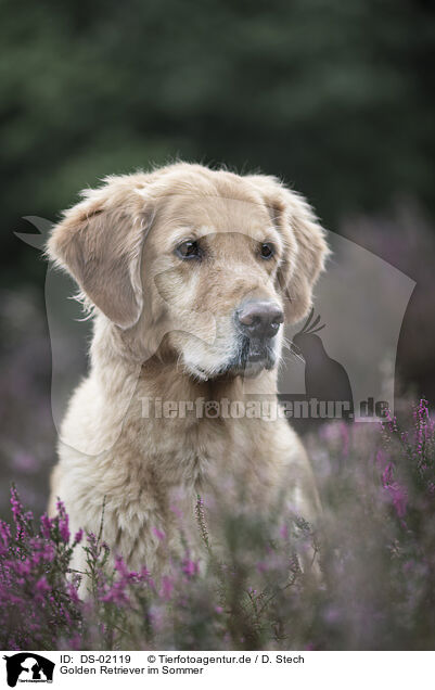 Golden Retriever im Sommer / Golden Retriever in summer / DS-02119