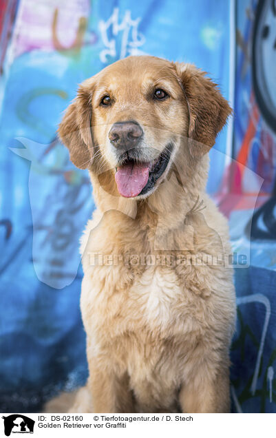 Golden Retriever vor Graffiti / Golden Retriever in front of scratchwork / DS-02160