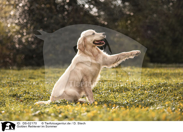 Golden Retriever im Sommer / Golden Retriever in summer / DS-02170