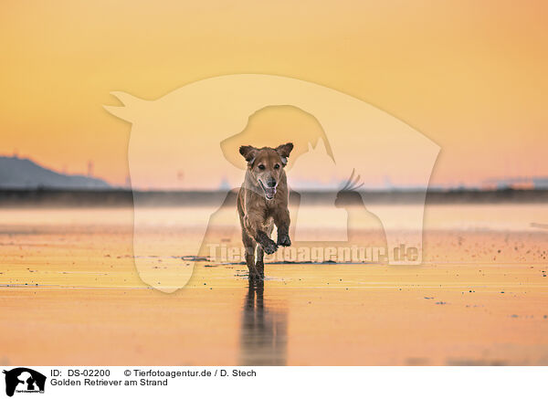 Golden Retriever am Strand / Golden Retriever at the beach / DS-02200