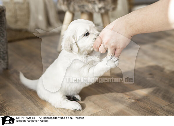 Golden Retriever Welpe / Golden Retriever Puppy / NP-02518