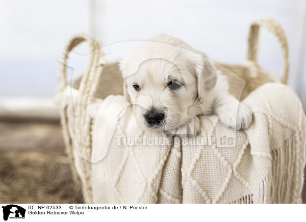 Golden Retriever Welpe / Golden Retriever Puppy / NP-02533