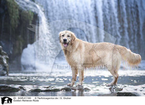 Golden Retriever Rde / male Golden Retriever / SGR-01180