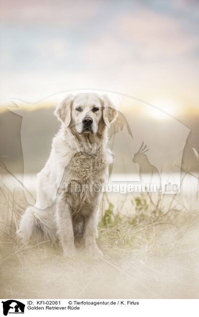 Golden Retriever Rde / male Golden Retriever / KFI-02061