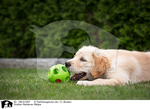 Golden Retriever Welpe / Golden Retriever Puppy / CB-01097