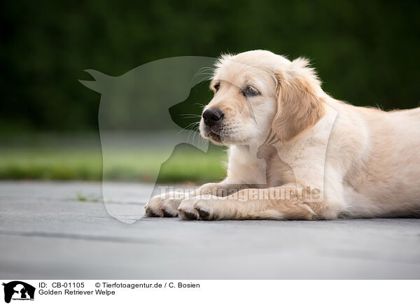 Golden Retriever Welpe / Golden Retriever Puppy / CB-01105