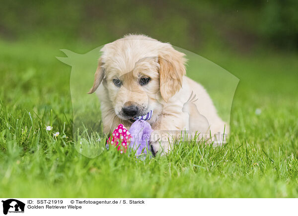 Golden Retriever Welpe / Golden Retriever Puppy / SST-21919