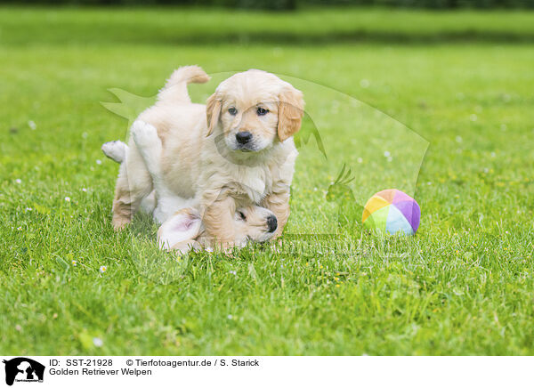 Golden Retriever Welpen / Golden Retriever Puppies / SST-21928