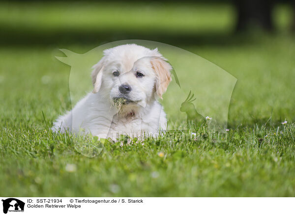 Golden Retriever Welpe / Golden Retriever Puppy / SST-21934