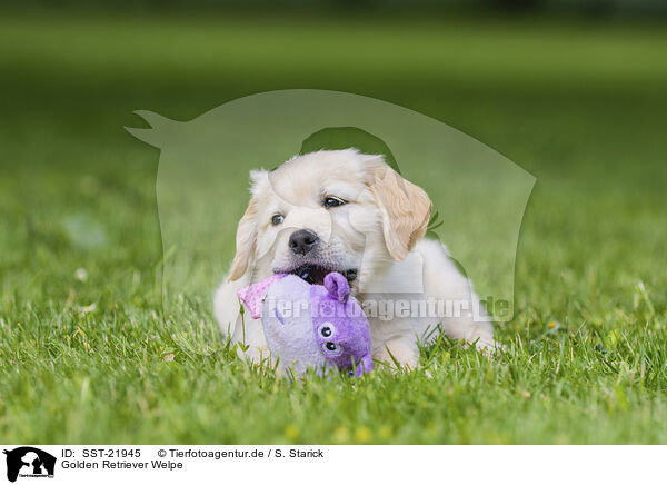 Golden Retriever Welpe / Golden Retriever Puppy / SST-21945