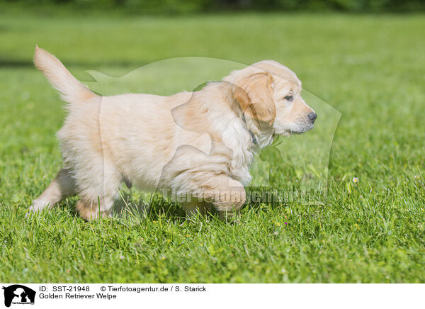 Golden Retriever Welpe / Golden Retriever Puppy / SST-21948