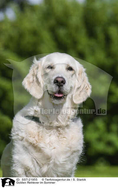 Golden Retriever im Sommer / Golden Retriever in summer / SST-21955