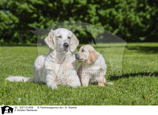 2 Golden Retriever / 2 Golden Retriever / SST-21956