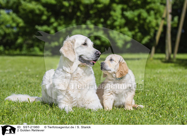 2 Golden Retriever / 2 Golden Retriever / SST-21960