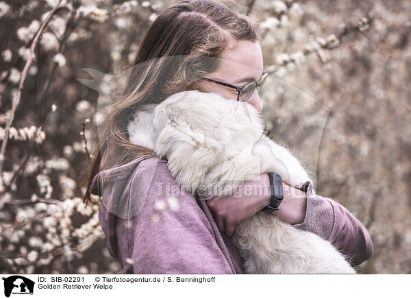 Golden Retriever Welpe / Golden Retriever Puppy / SIB-02291