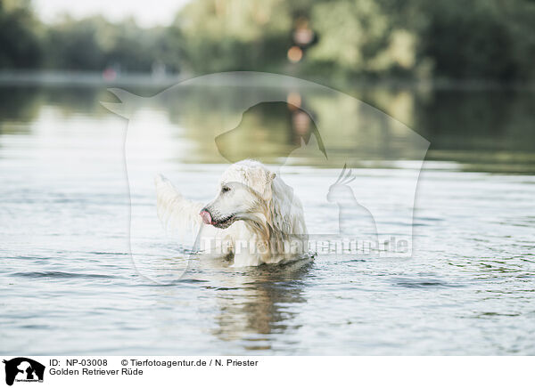 Golden Retriever Rde / male Golden Retriever / NP-03008