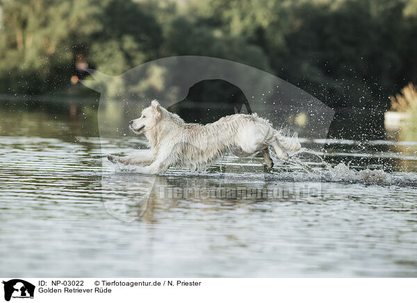 Golden Retriever Rde / male Golden Retriever / NP-03022