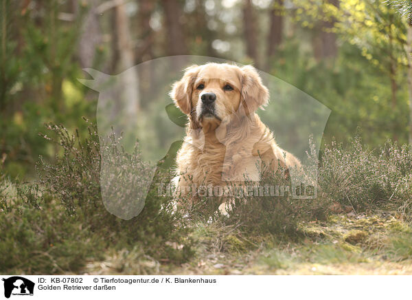 Golden Retriever daren / Golden Retriever outdoor / KB-07802