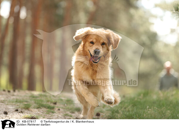 Golden Retriever daren / Golden Retriever outdoor / KB-07817