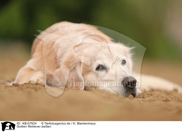 Golden Retriever daren / Golden Retriever outdoor / KB-07824