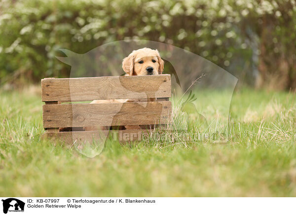 Golden Retriever Welpe / Golden Retriever Puppy / KB-07997