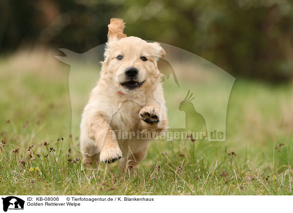 Golden Retriever Welpe / Golden Retriever Puppy / KB-08006