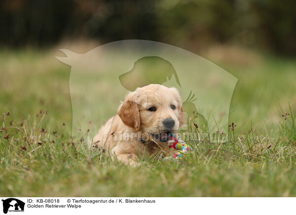 Golden Retriever Welpe / Golden Retriever Puppy / KB-08018