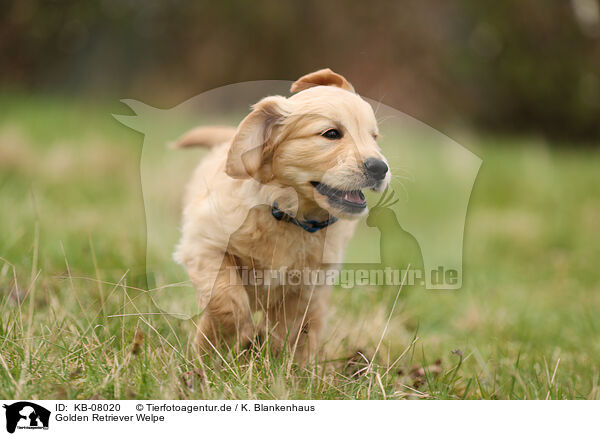 Golden Retriever Welpe / Golden Retriever Puppy / KB-08020