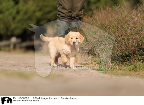 Golden Retriever Welpe / Golden Retriever Puppy / KB-08030