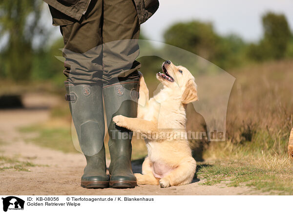 Golden Retriever Welpe / Golden Retriever Puppy / KB-08056