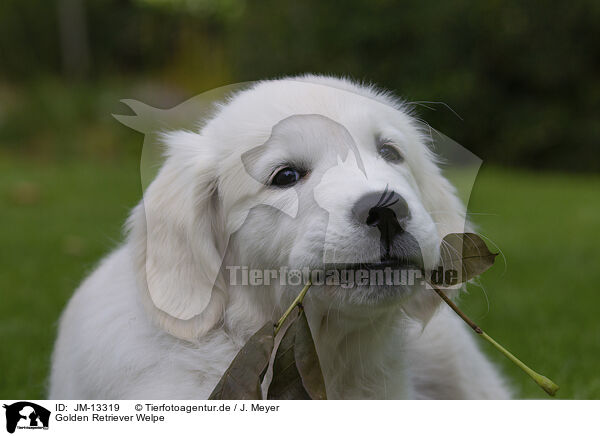 Golden Retriever Welpe / Golden Retriever Puppy / JM-13319