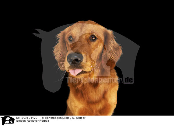 Golden Retriever Portrait / Golden Retriever Portrait / SGR-01420