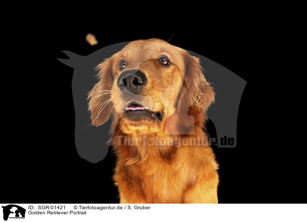 Golden Retriever Portrait / Golden Retriever Portrait / SGR-01421