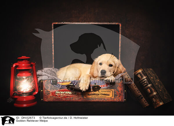 Golden Retriever Welpe / Golden Retriever Puppy / DH-02673