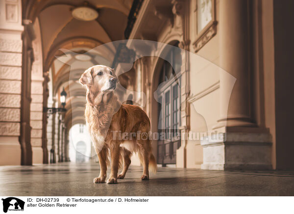 alter Golden Retriever / old Golden Retriever / DH-02739