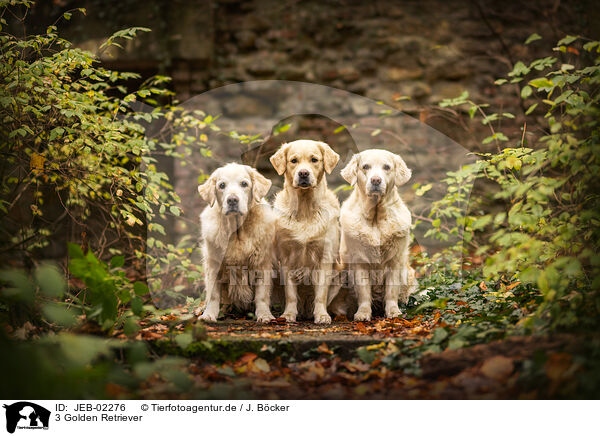 3 Golden Retriever / 3 Golden Retriever / JEB-02276