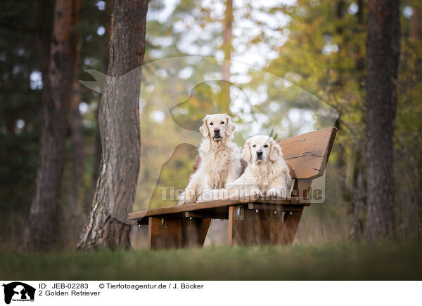 2 Golden Retriever / 2 Golden Retriever / JEB-02283