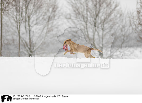 junger Golden Retriever / young Golden Retriever / TBA-02593