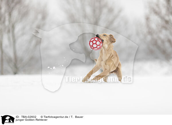 junger Golden Retriever / young Golden Retriever / TBA-02602